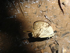 Image of Papilio dardanus
