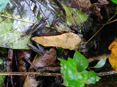 Clinotarsus curtipes