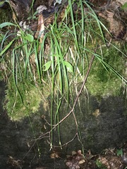 Carex communis communis