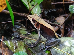 Clinotarsus curtipes