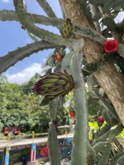 Selenicereus monacanthus