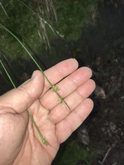 Carex communis communis