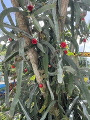 Selenicereus monacanthus