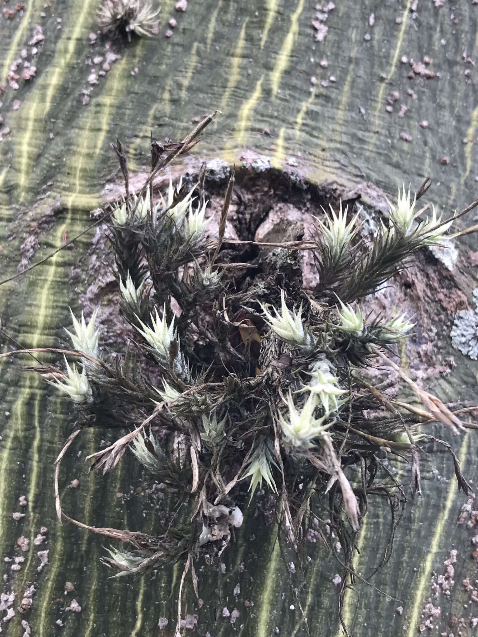 Tillandsia tricholepis