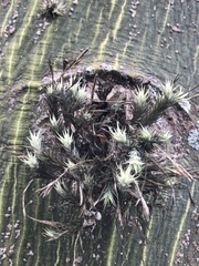 Tillandsia tricholepis