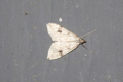 Udea washingtonalis