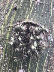 Tillandsia tricholepis