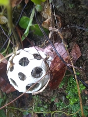 Clathrus roseovolvatus