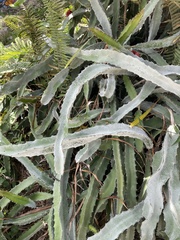 Selenicereus monacanthus