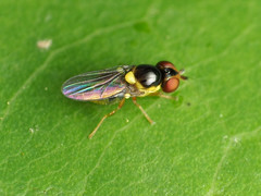Chlorops