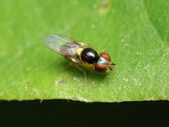 Chlorops