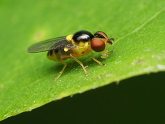 Chlorops