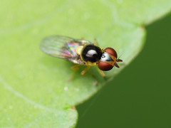 Chlorops