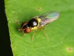 Chlorops