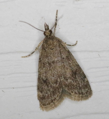 Scoparia penumbralis