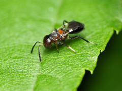 Encyrtus