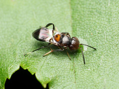 Encyrtus