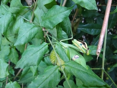 Stagmatoptera hyaloptera
