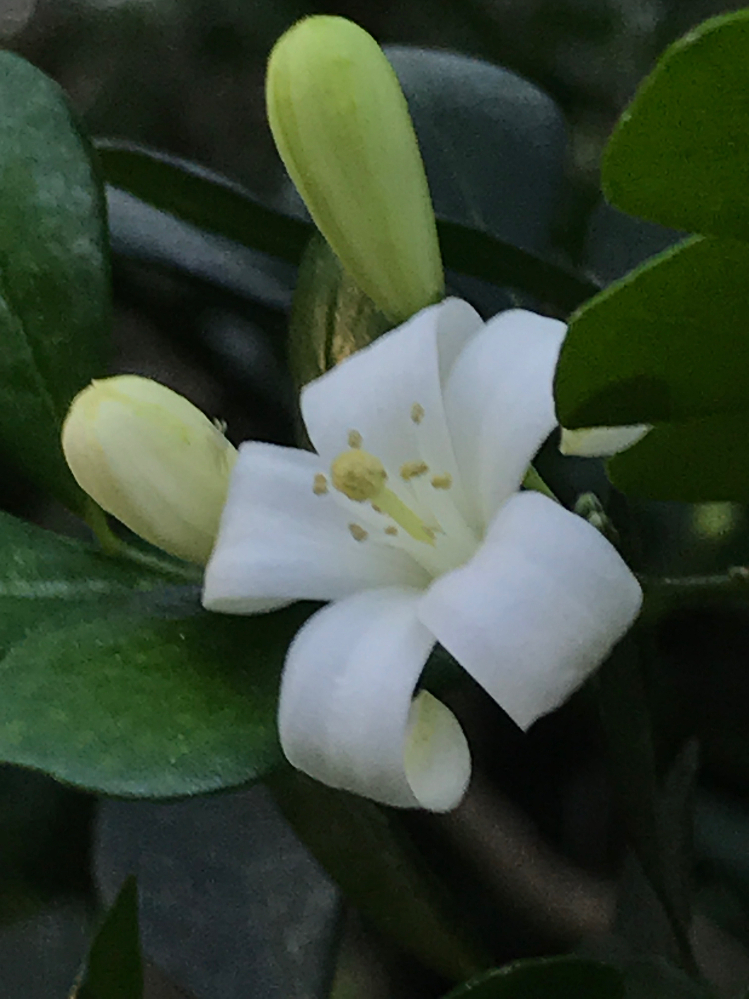 Murraya paniculata