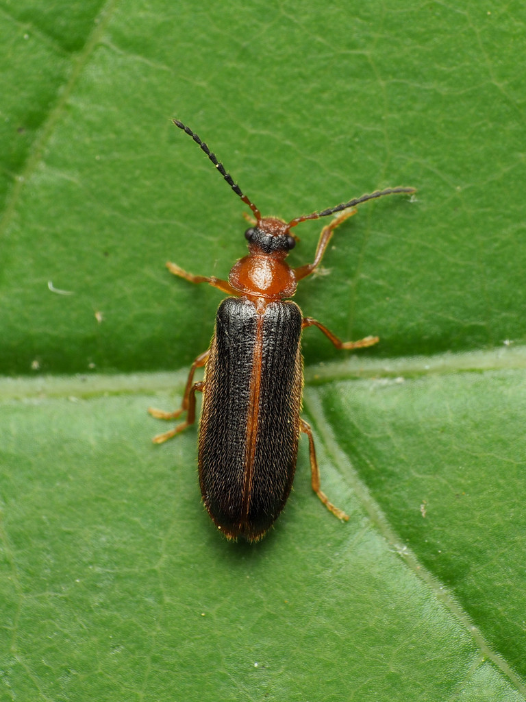Omethes marginatus