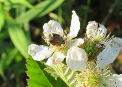 Trichiotinus affinis