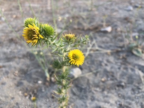 photo of Common Spikeweed (Centromadia pungens)