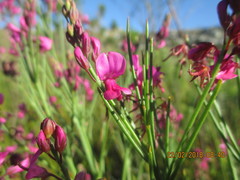 Indigofera filifolia