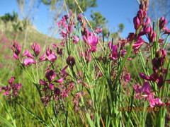 Indigofera filifolia