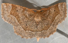 Metarranthis hypochraria