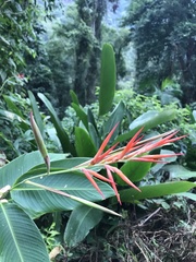 Canna paniculata