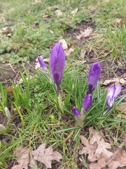 Crocus vernus