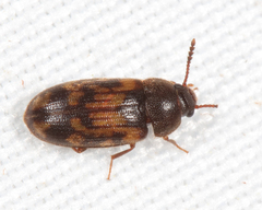 Mycetophagus pluripunctatus