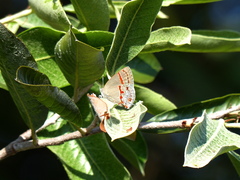 Nicolaea socia