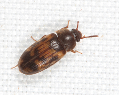 Mycetophagus pluripunctatus