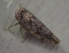 Paraphlepsius tennessus