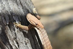 Varanus tristis