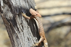 Varanus tristis