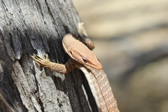 Varanus tristis