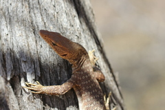 Varanus tristis