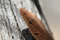 Varanus tristis