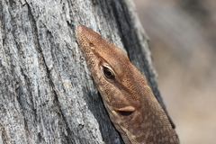 Varanus tristis