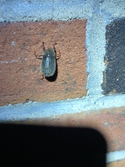 Phyllophaga crenulata