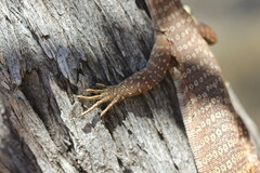 Varanus tristis