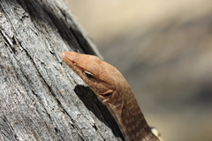 Varanus tristis