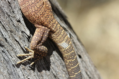 Varanus tristis