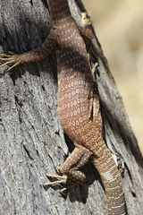 Varanus tristis