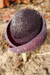 Amorphophallus aphyllus image