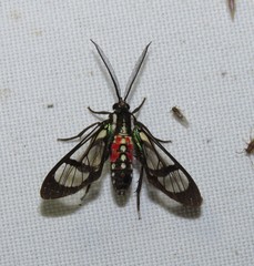 Poecilosoma eone