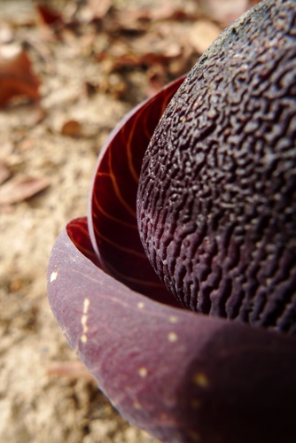 Amorphophallus image