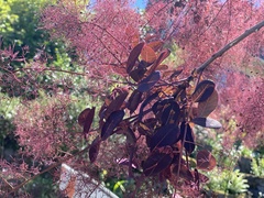Cotinus